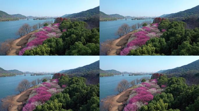 航拍杭州湘湖梅花盛开