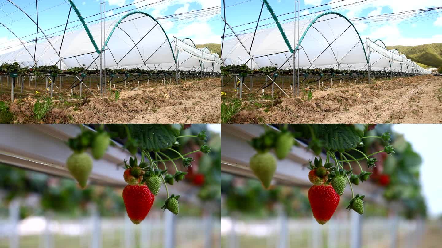 大棚草莓种植
