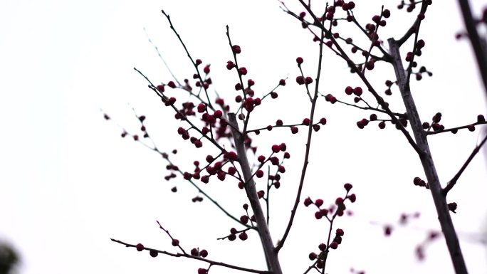 花骨朵 花苞 桃花 景观花