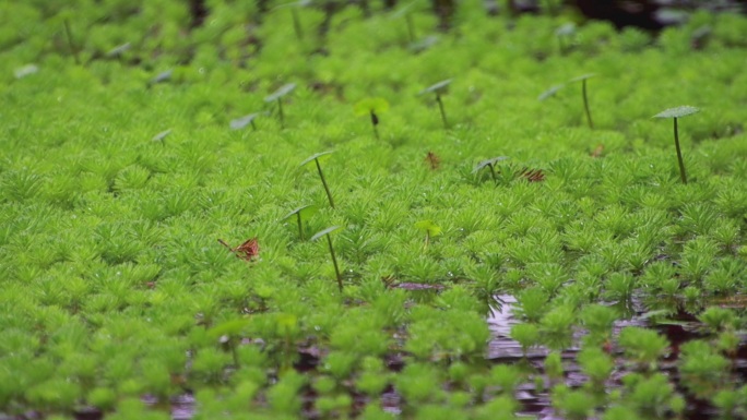 湿地 春天 露珠 花朵  鸟类 雨季