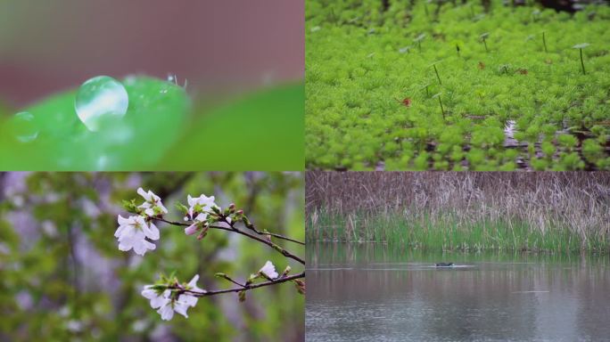 湿地 春天 露珠 花朵  鸟类 雨季