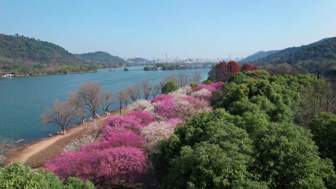 航拍杭州湘湖梅花美景