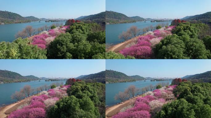 航拍杭州湘湖梅花美景