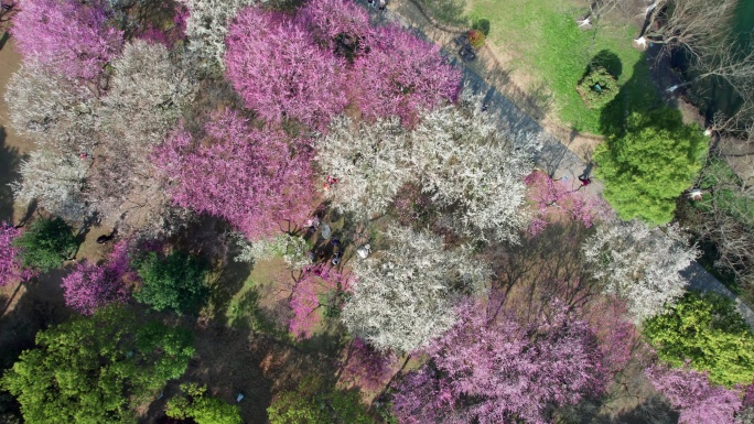 航拍杭州湘湖梅花美景