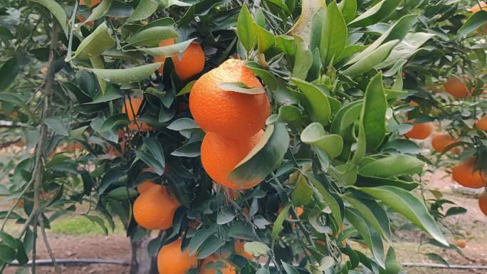 柑橘果园里的橙子挂满枝头