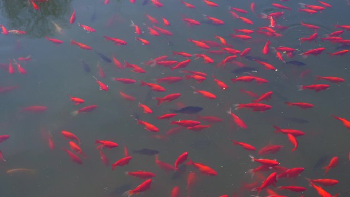池塘红锦鲤