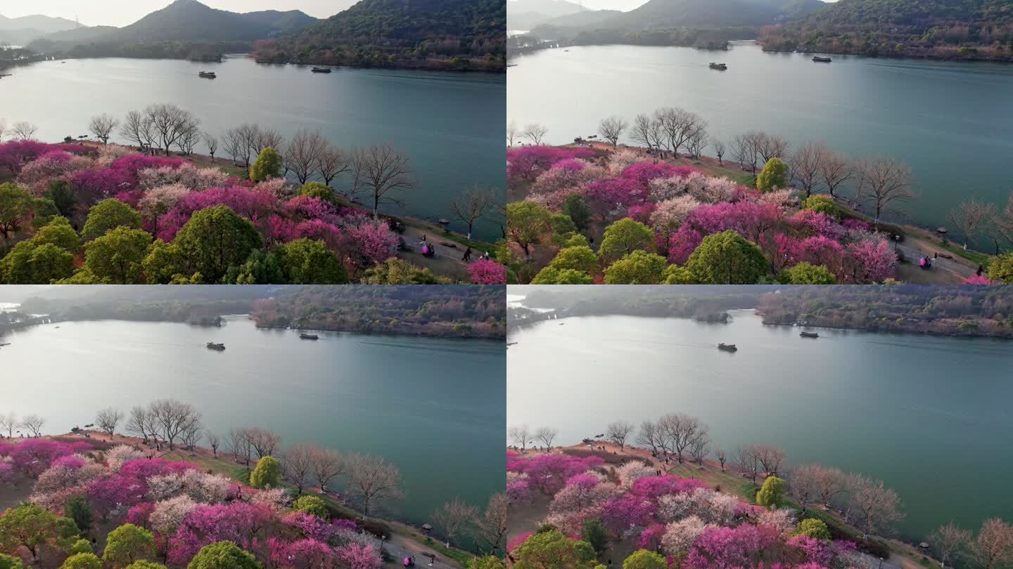 航拍杭州湘湖梅花游船美景