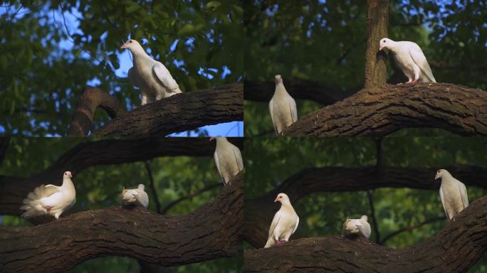 杭州西湖南山路树上的白鸽子4K视频合集