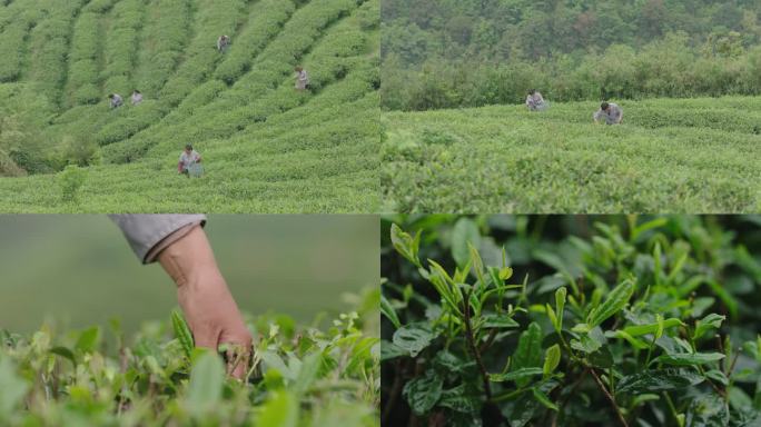 春茶 茶山茶园 采茶 茶叶 茶园 白茶