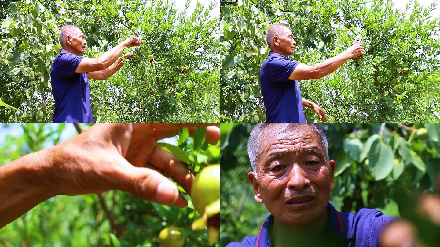 石榴树的修剪