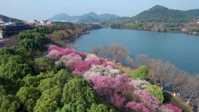 航拍杭州湘湖梅花盛开