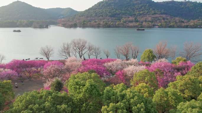 航拍杭州湘湖梅花游船美景