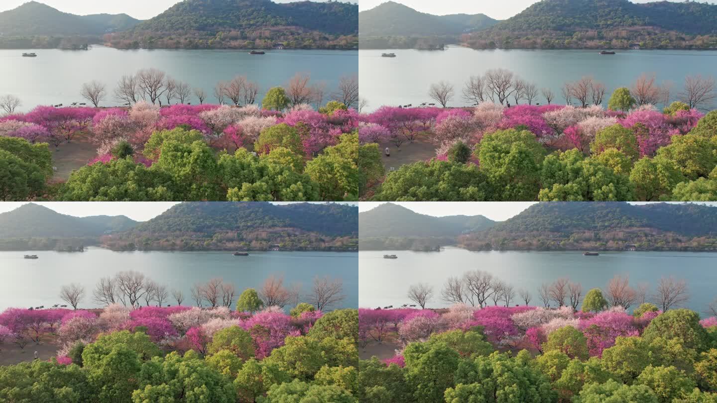 航拍杭州湘湖梅花游船美景