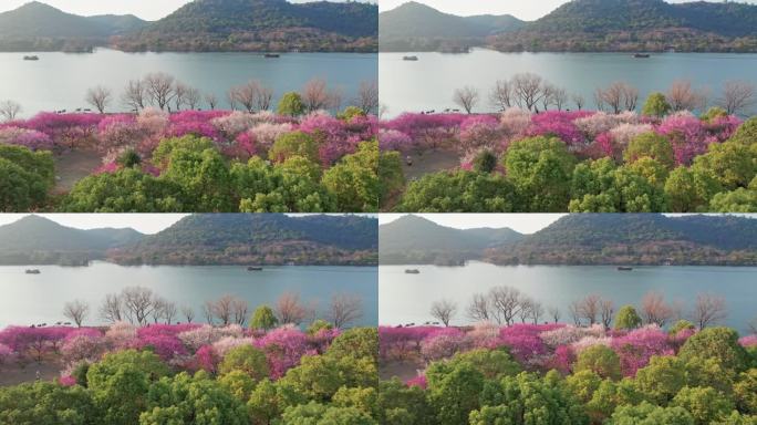 航拍杭州湘湖梅花游船美景