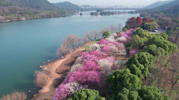 航拍杭州湘湖梅花盛开