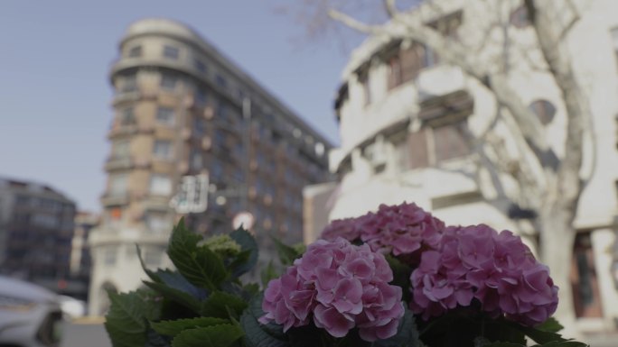 4K武康大楼前的紫色绣球花