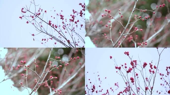 桃花 景观花 花骨朵 花苞