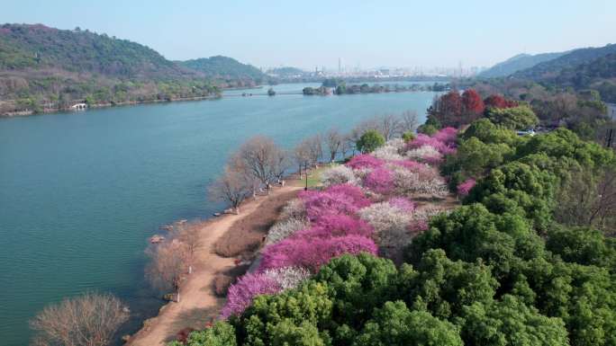 航拍杭州湘湖梅花美景