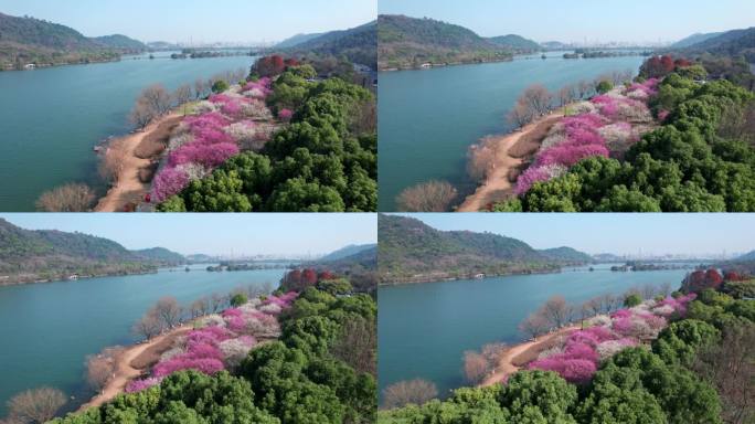 航拍杭州湘湖梅花美景