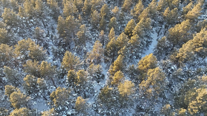 鄂温克草原樟子松林雪景