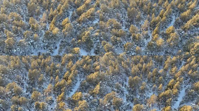 鄂温克草原樟子松林雪景