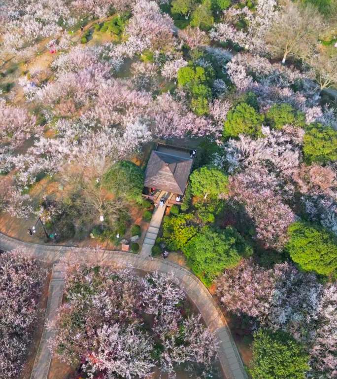 竖版航拍超山梅花