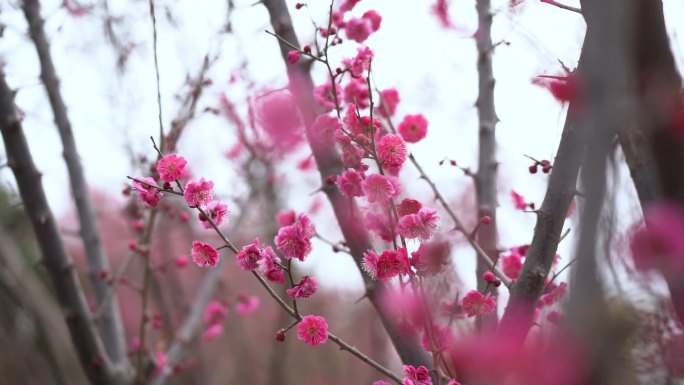 桃花 景观花