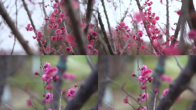 桃花 景观花