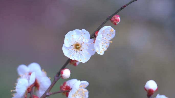 绽放的白梅梅花