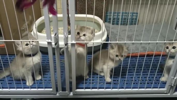 挑逗笼子里的小猫
