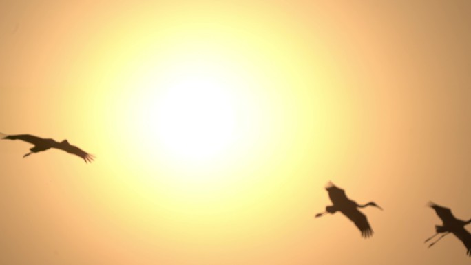 白鹤在太阳照耀下光影飞翔