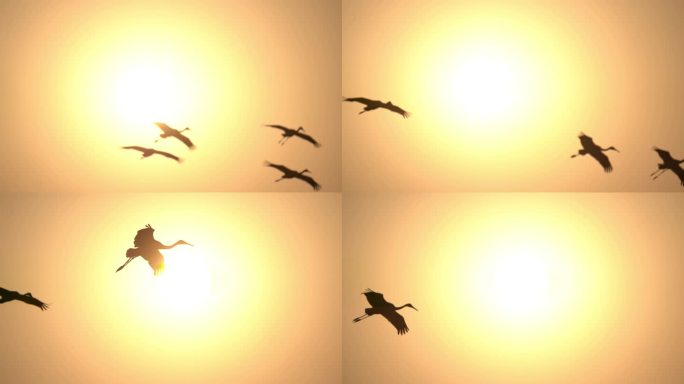 白鹤在太阳照耀下光影飞翔