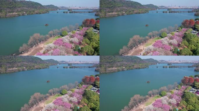 航拍杭州湘湖梅花游船美景