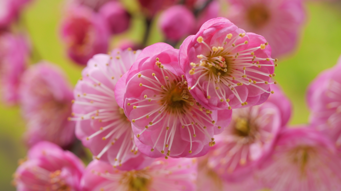 红梅开花延时桃花春天梅花