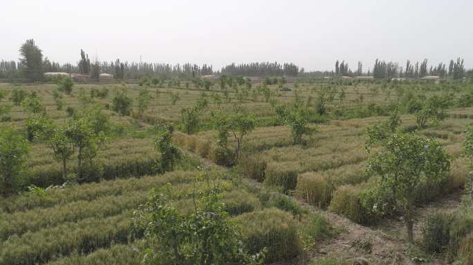 新疆 南疆小麦