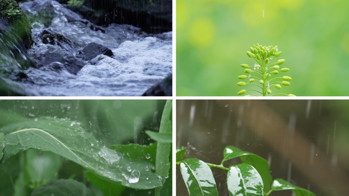 惊蛰春雨下雨万物生长雨滴下雨植物叶水滴水
