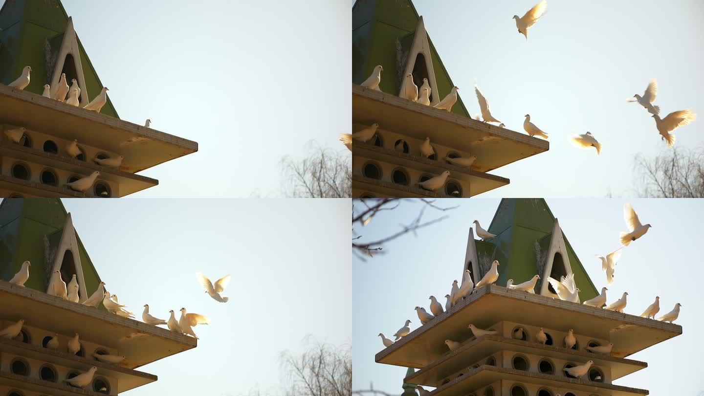 公园鸽子升格飞翔画面