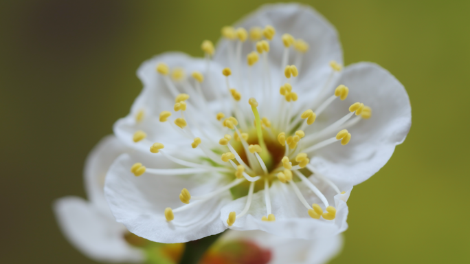 白梅开花延时梅花 微距摄影