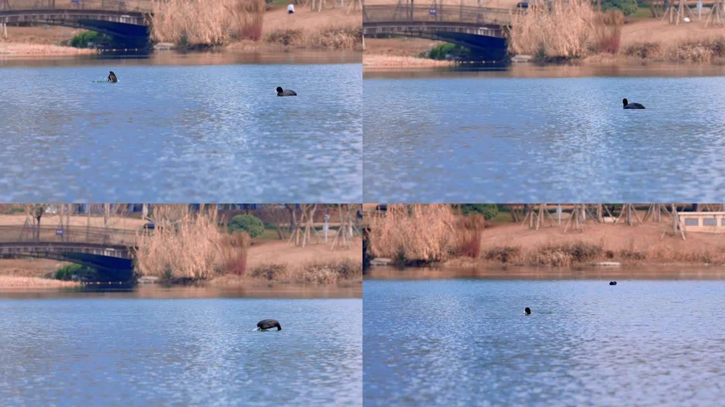 成都天府公园野鸭游在水面