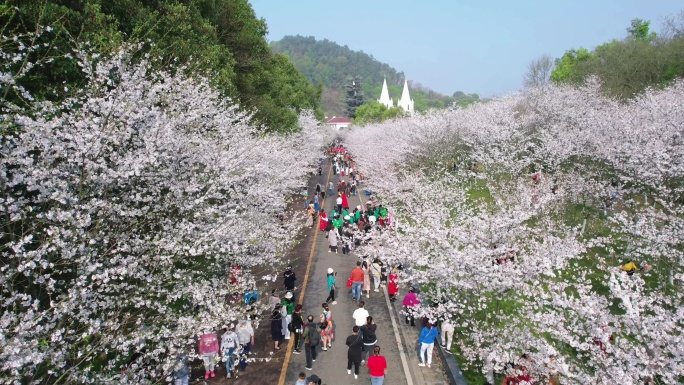 黄石樱花节 团城山公园樱花