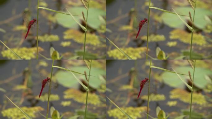 1080p夏天池塘红色蜻蜓