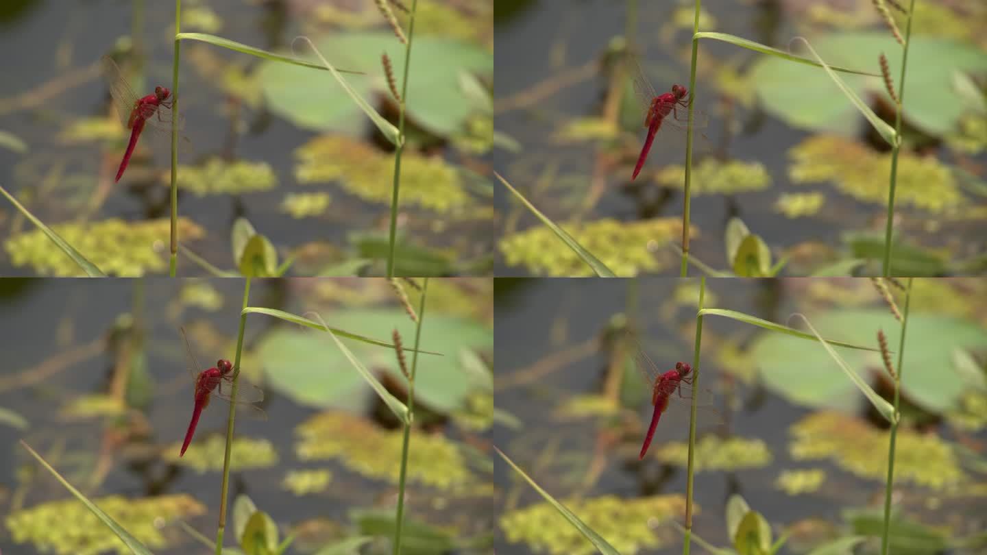 1080p夏天池塘红色蜻蜓