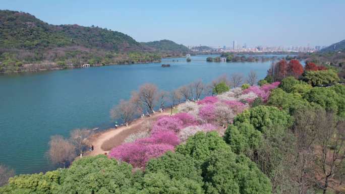 航拍杭州湘湖梅花美景