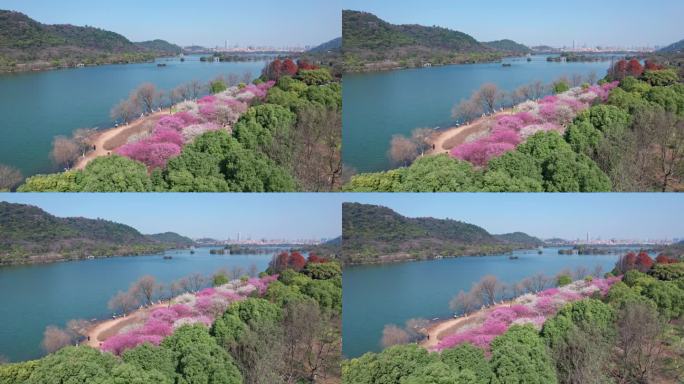 航拍杭州湘湖梅花美景