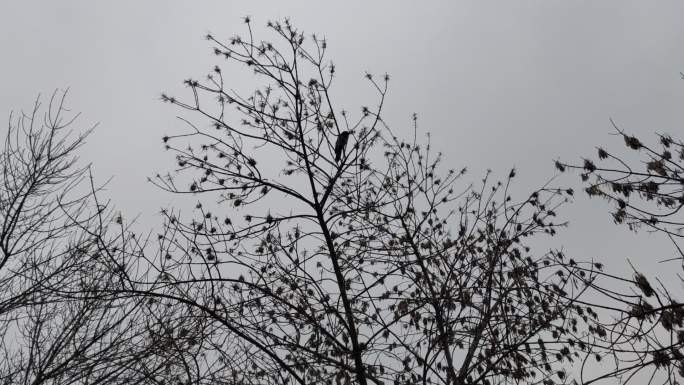冬天树枝上的一只喜鹊