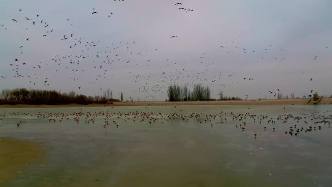 野鸟野鸭成群、湿地水库湖泊素材