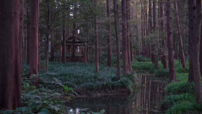 杭州西湖十景曲院风荷古园林风景4K视频