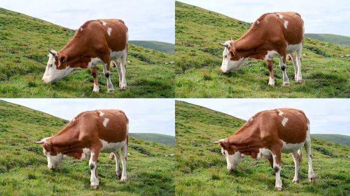 草地上吃草的西门塔尔牛