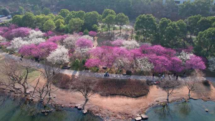 航拍杭州湘湖梅花盛开