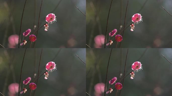 春天阳光枝头红梅花开实拍原素材